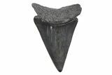 Fossil Broad-Toothed Mako Tooth - South Carolina #214542-1